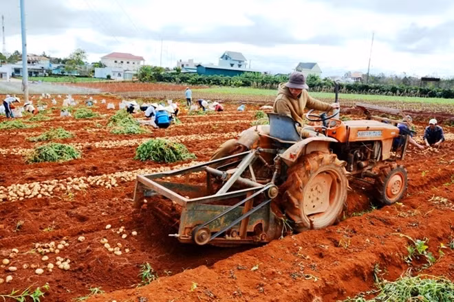 Năng suất của máy đào khoai tây bằng khoảng 70 nhân công lao động