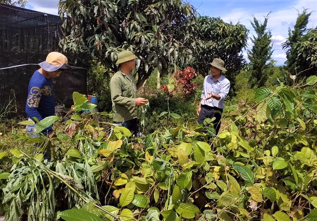 3.000 cây trà hoa vàng thuộc 10 loài được chị Lê An Na tặng Trường ĐH Đà Lạt