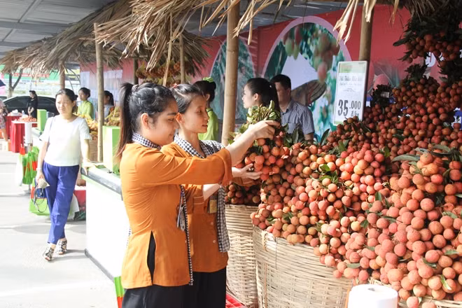 Vải thiều Lục Ngạn đủ tiêu chuẩn xuất khẩu đi Mĩ được trưng bày tại BigC Thăng Long
