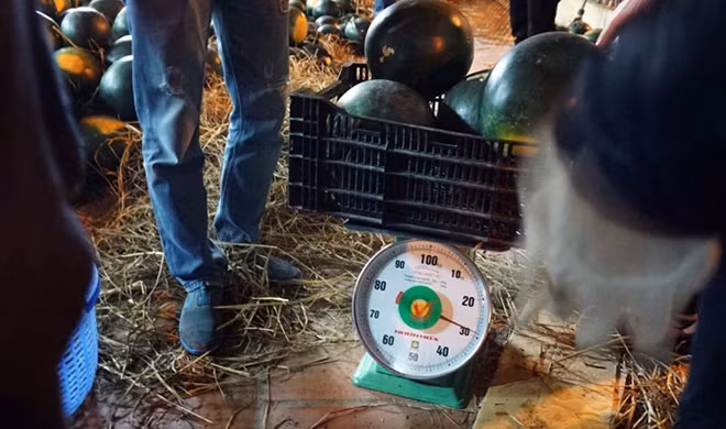 Công tác vận chuyển, cân trọng lượng cũng được bố trí hết sức khoa học và nhanh gọn.