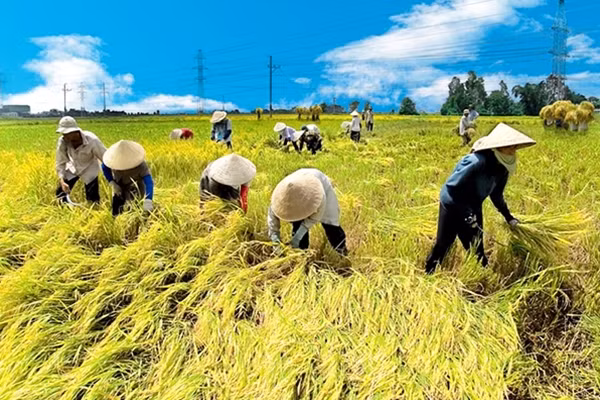 Nông dân xã Thạch Trị với mùa vàng bội thu.