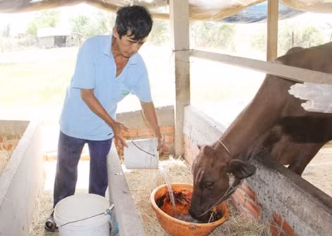 Ngành chăn nuôi bò ở Bến Tre bị lỗ nặng.