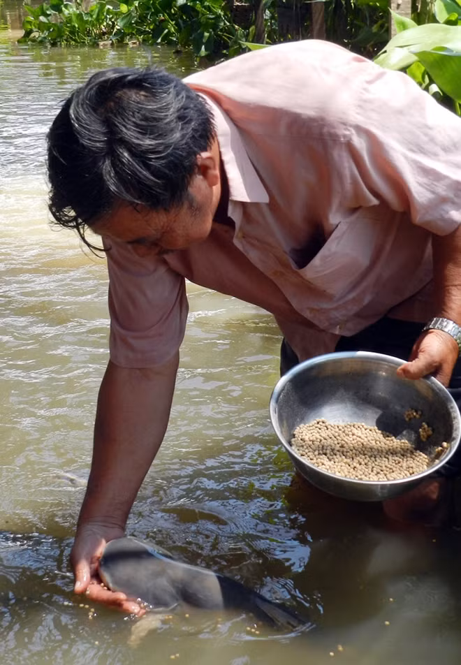 Đàn cá như hiểu được lòng người chủ và chủ nhân cũng chưa bao giờ ăn con cá nào ở đây.