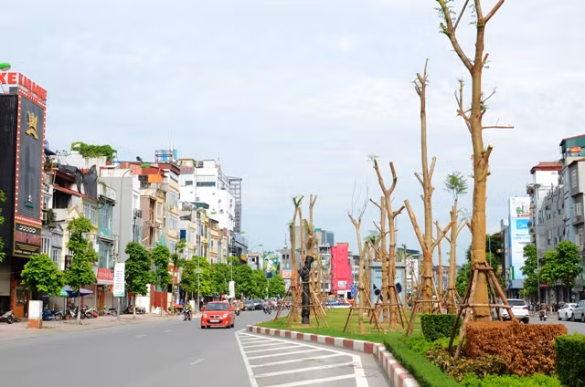 Người đứng đầu UBND TP Hà Nội cho biết, cây phượng ở Hà Nội sẽ cho hoa quanh năm