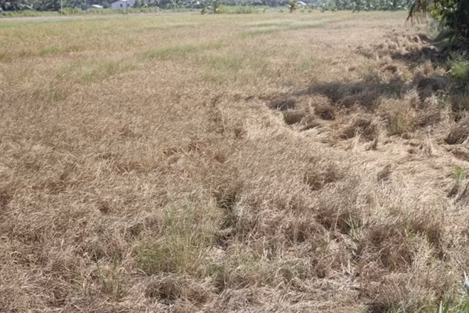 Lúa chết cháy do hạn, mặn ở ĐBSCL