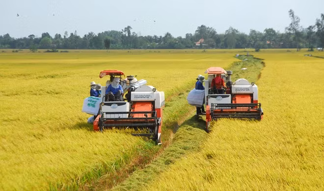 Là vùng sản xuất lương thực lớn nhất nước nhưng tỷ lệ cơ giới hóa trong khâu thu hoạch lúa của ĐBSCL mới chỉ đạt 65%.