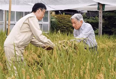 Hiện giờ Nhật Hoàng Akihito vẫn trồng lúa và thu hoạch lúa trong Hoàng cung.