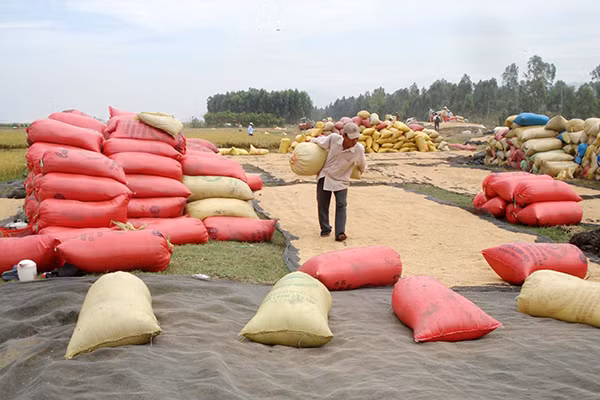 Ngành Nông nghiệp Việt Nam còn chịu nhiều rủi ro, nông dân vẫn là người thiệt hại. Ngành Nông nghiệp Việt Nam còn chịu nhiều rủi ro, nông dân vẫn là người thiệt hại.