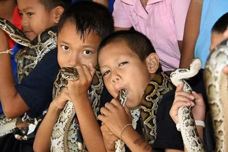 Trẻ em làng Ban Kok Sa-Nga chơi với rắn từ nhỏ.