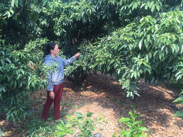 Chị Leo Thị Xuân tỏ ra lo lắng: “Nếu sang năm thời tiết không thuận, có khi nhà tôi phải phá cả vườn vải để trồng cây khác”.