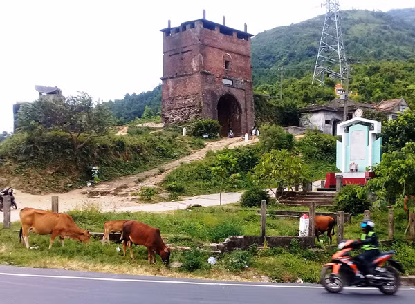 Bò thả rông gây mất vệ sinh và mỹ quan Khu di tích Hải Vân Quan.