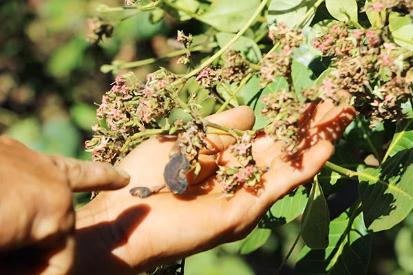Thời tiết thay đổi thất thường làm bông điều khô, hạt non cháy đen.
