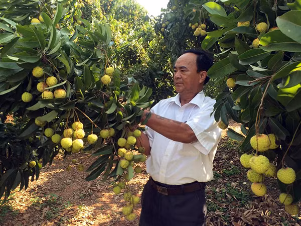 Trái vải Việt Nam đang nỗ lực khẳng định chất lượng và thương hiệu. Ảnh: Việt Hà.