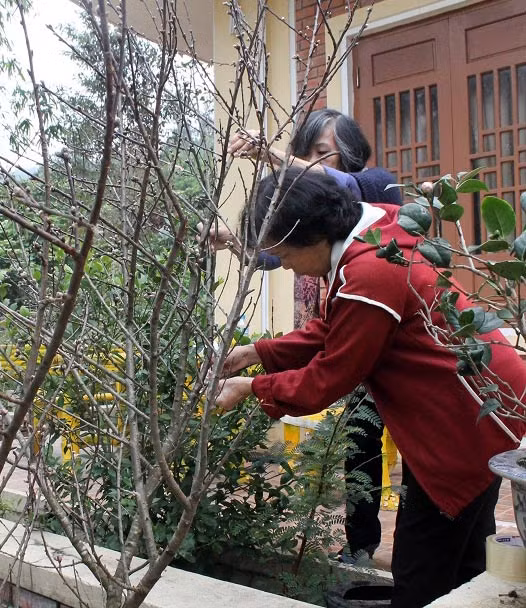 Quà mà các con, cháu Đại tướng mang vào lần này là một nhánh đào Mẫu Sơn, đây là loại đào quý, có hoa nở rất đẹp, trước đây Đại tướng rất thích loại đào này mỗi khi Tết đến xuân về.
