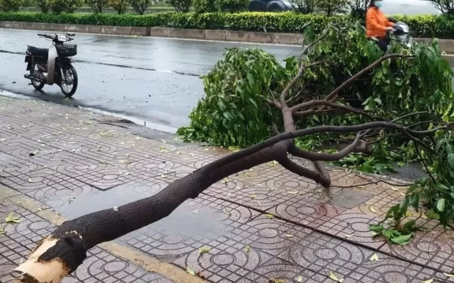 Nhánh cây rơi từ độ cao 7m xuống khiến ông M bị thương nặng.