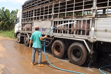 Lợn nhốt trên xe chờ thông quan không được cho ăn đầy đủ, đã có nhiều con bị chết. Ảnh: Nam Thiên.