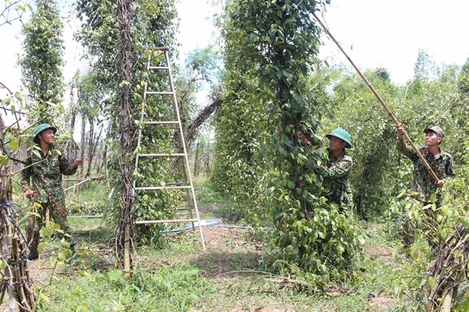 Lực lượng chỉ huy Quân sự huyện giúp dân dựng tiêu