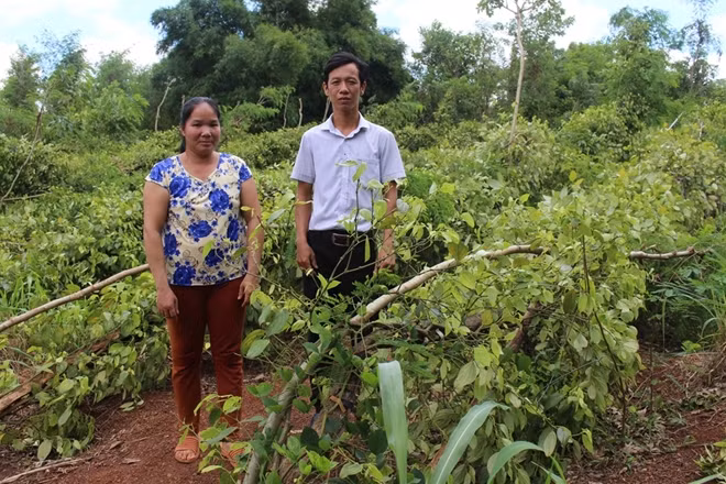 Vườn tiêu gia đình bà Liên bị ngã đổ