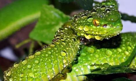 Rắn lục đuôi đỏ.