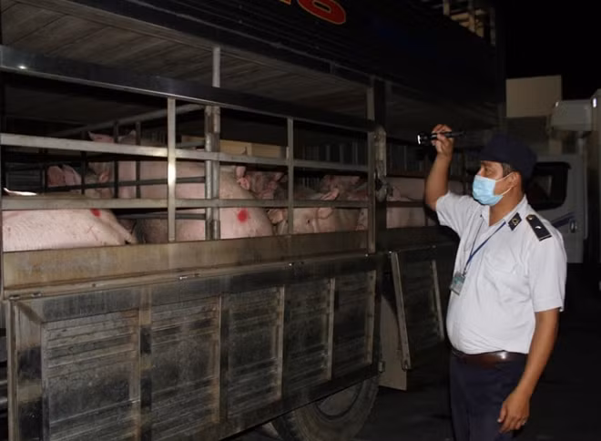 Cán bộ Chi cục chăn nuôi và thú y TP Hồ Chí Minh kiểm dịch heo tại Trạm Thủ Đức