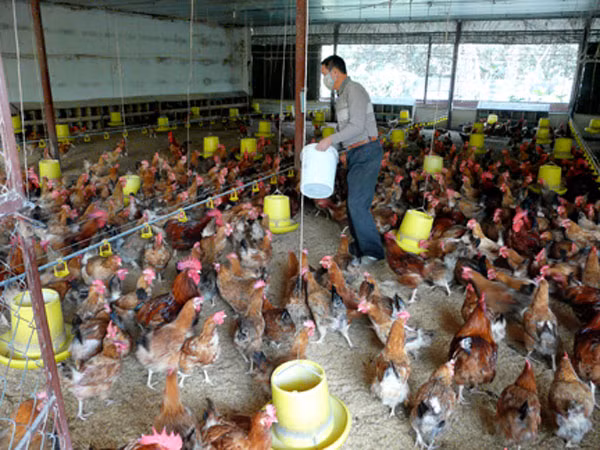Ngành chăn nuôi gà Việt Nam có nguy cơ “vỡ” vì không thể cạnh tranh với gà nhập khẩu.