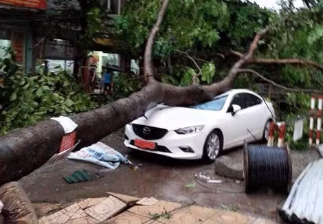 Một chiếc xe bị cây đè.