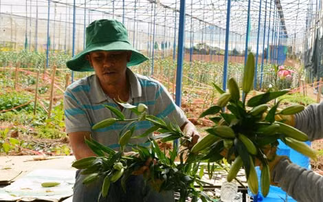 Sau Tết 1 triệu cành lily bị “ế” phải bán với giá thấp.