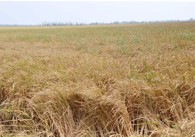 Cánh đồng lúa khô cháy vì hạn, mặn