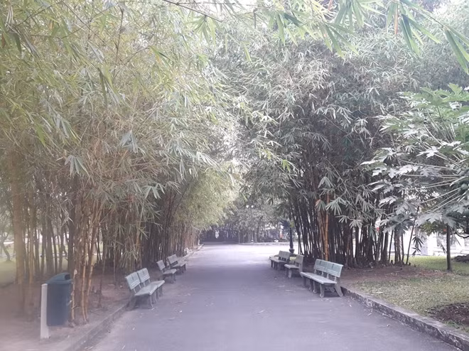 Những hàng tre xanh mát trong khu tưởng niệm.