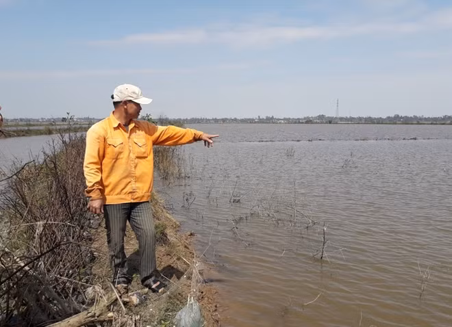 Hàng chục hécta rừng ngập mặn đã bị chết tại Khu bảo tồn thiên nhiên đất ngập nước Tam Giang - Cầu Hai.