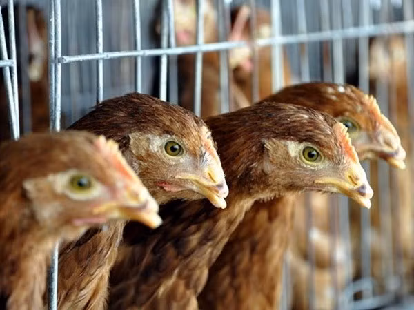 Virus H5N2 có khả năng làm chết toàn bộ một đàn gia cầm trong vòng 48 giờ. Ảnh minh họa.