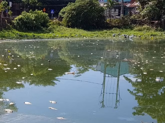 Cá chết nổi trên mặt hồ Xã Tắc, phường Thuận Hòa, TP Huế.