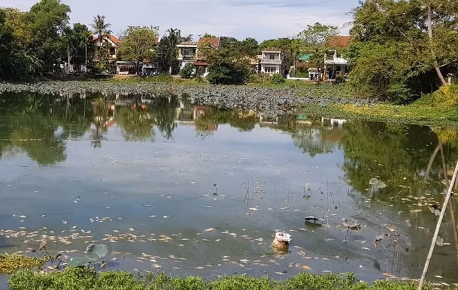 Cá chết nổi dạt vào bờ hồ Xã Tắc.