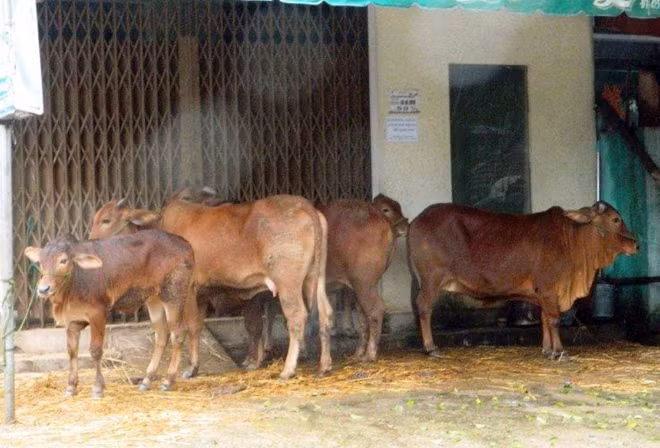 Người dân di chuyển gia súc lên vùng cao.