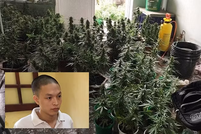 Đối tượng Hoàng Gia Phú và vườn cần sa tại chung cư đã bị cơ quan Công an phát hiện.