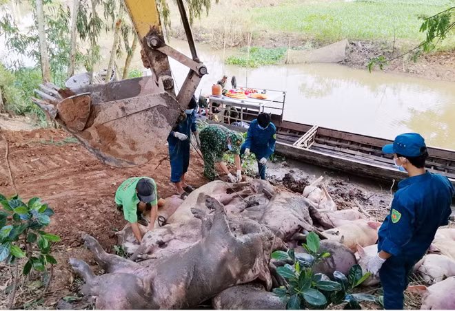 Bộ đội Biên phòng tỉnh An Giang phát hiện, bắt giữ vụ vận chuyển lợn nhập lậu.