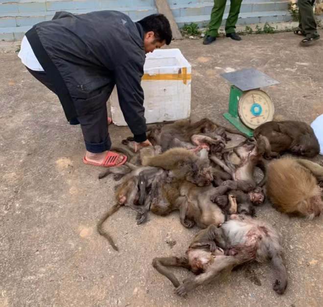 Tủa cùng số khỉ bị bắt giữ