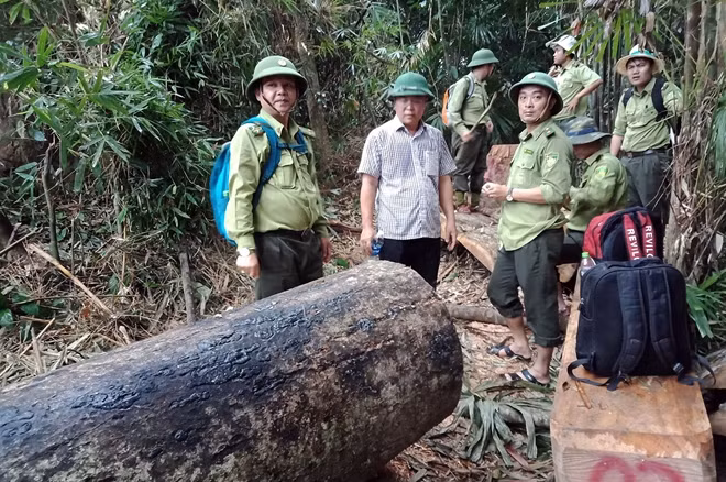 Mặc dù đã được GKBVR, song nhiều cánh rừng tự nhiên ở Quảng Nam vẫn bị tàn phá thời gian qua.