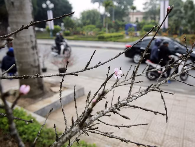 Đào Vân Hồ khoe sắc tại Thủ đô.