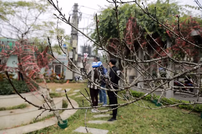 Theo đó, loại đào rừng mà các thương lái mang về bán tại Hà Nội đều là loại đào trồng tại huyện Vân Hồ, tỉnh Sơn La. Ngay sau khi đào được khai thác, chính quyền địa phương đến nhà dân để xác nhận đây chính xác là đào của dân trồng. Sau đó cấp lượng tem tương ứng để dán vào các cành đào, vì theo quy định mới của Thủ tướng Chính phủ, người dân không được chặt và buôn bán đào rừng.