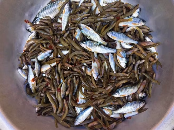Cá bống suối chua, nguyên liệu không thể thiếu của Kháu moóc cổ truyền