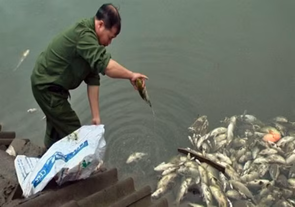 Cá của người dân chết trắng ao do ô nhiễm nước thải nhà máy. (Ảnh LĐ)