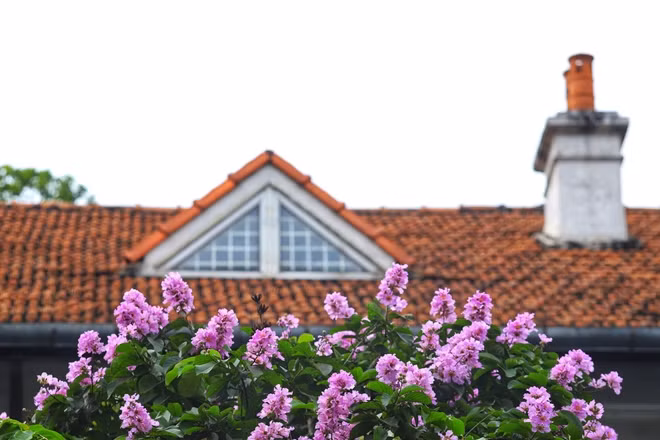 Những bông hoa tím biếc điểm lên màu xanh của lá tạo nên khung cảnh đẹp đến lạ lùng..