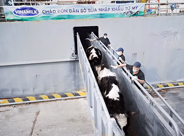 Đàn bò sữa có tình trạng sức khỏe ổn định sau chuyến hành trình dài từ Mỹ về Việt Nam