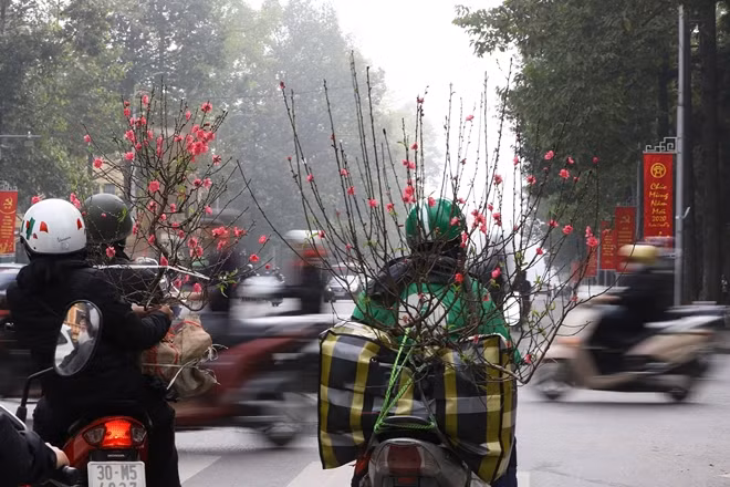 Những cành đào cùng người dân rời Hà Nội về quê ăn Tết.