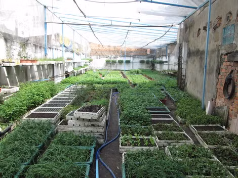 Một góc vườn rau sạch của anh Tâm.