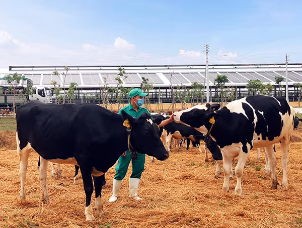 Bò sữa được đi dạo trong khu sân chơi trải đệm rơm tại Trang trại Vinamilk Quảng Ngãi.