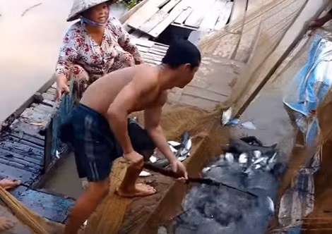 Cá tôm về theo con nước rất nhiều.