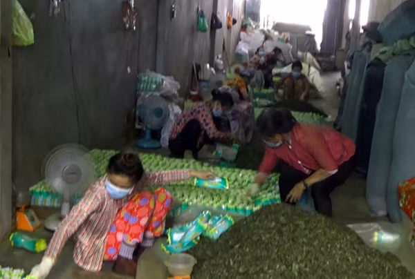 Sản xuất trà không rõ nguồn gốc xuất xứ dưới nền nhà.
