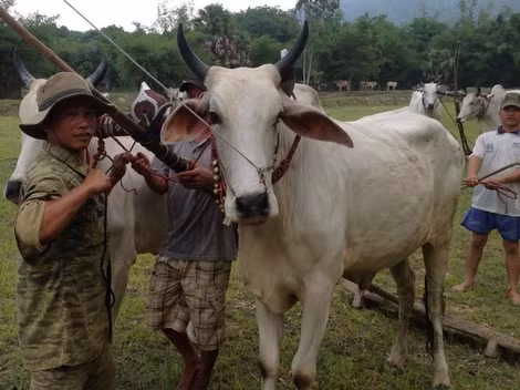 Đua bò là lễ hội hằng năm của người Khmer vùng Bảy Núi.